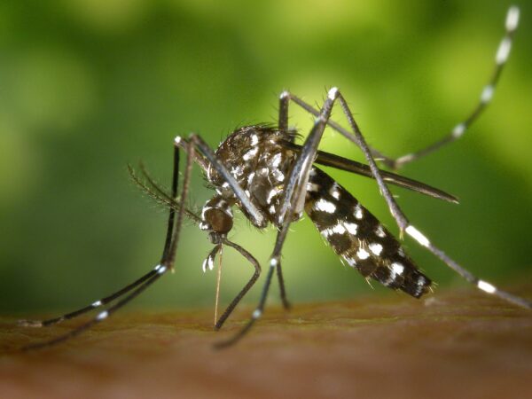 5 méthode pour repousser les moustiques