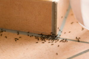 Astuces pratiques pour garder une maison sans insectes