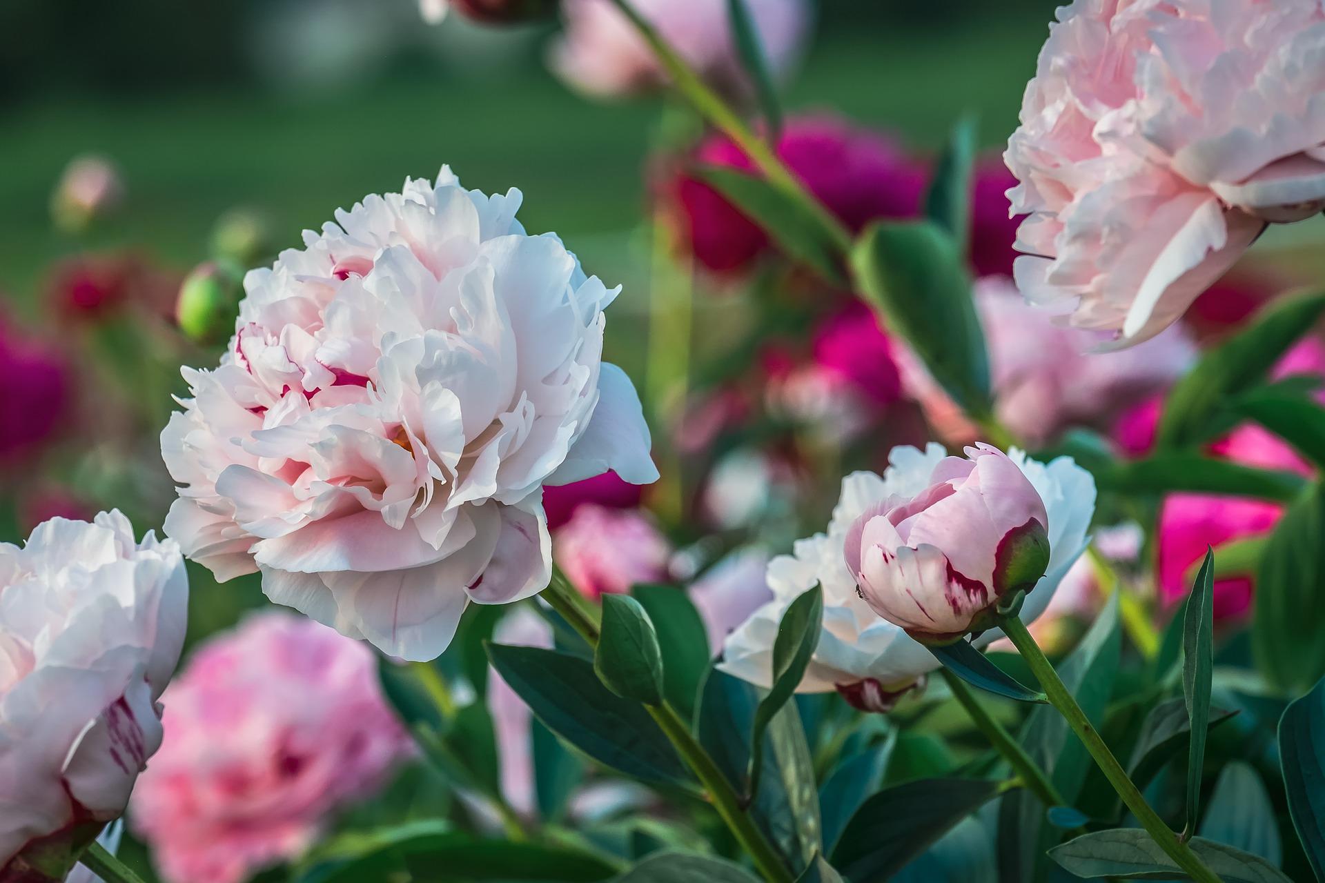 conseils pour voir fleurir de belles pivoines dans son jardin