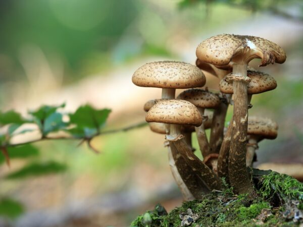 Champignons en pleine forêt