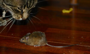 Vous avez des souris ou des rats à la maison? Nos conseils pour les éradiquer!