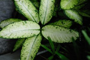 Dieffenbachia dans un salon ©Pexels
