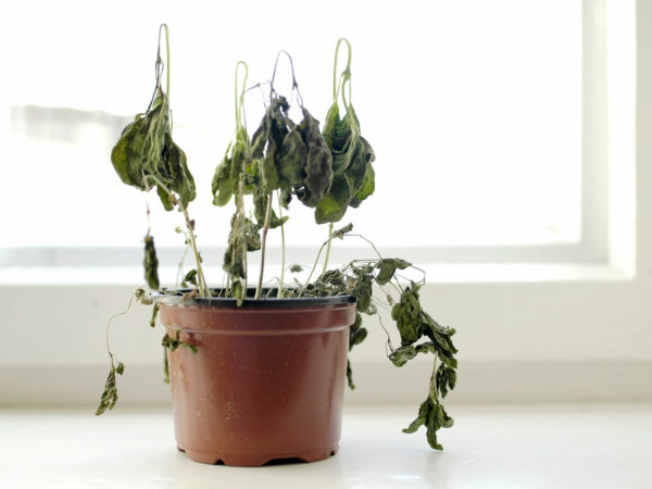 Comment faire revivre des plantes fanées ?