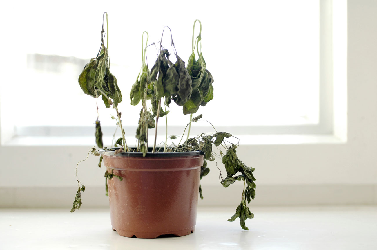 Comment faire revivre des plantes fanées ?