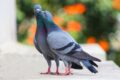 Pigeons devant vos fenêtres: quelques astuces simples pour les faire fuir