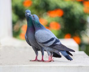 Pigeons devant vos fenêtres: quelques astuces simples pour les faire fuir