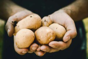 La conservation des pommes de terre : voici nos conseils pour la réussir