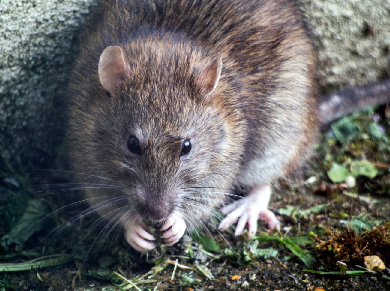 5 astuces naturelles et efficaces pour repousser les rats et les autres rongeurs
