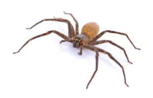 Découvrez pourquoi éliminer les araignées de votre maison avec un aspirateur n'est vraiment pas la meilleure chose à faire