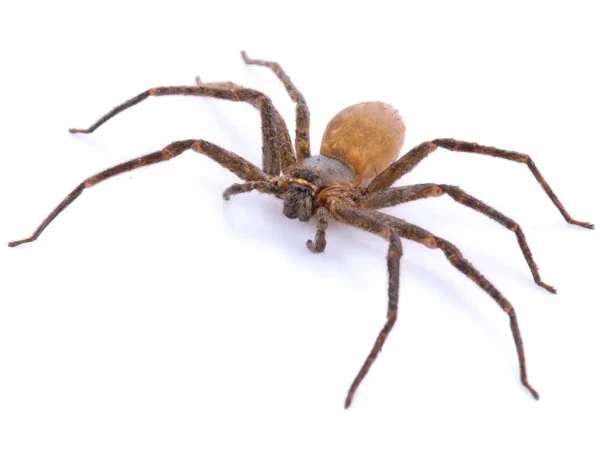 Découvrez pourquoi éliminer les araignées de votre maison avec un aspirateur n'est vraiment pas la meilleure chose à faire