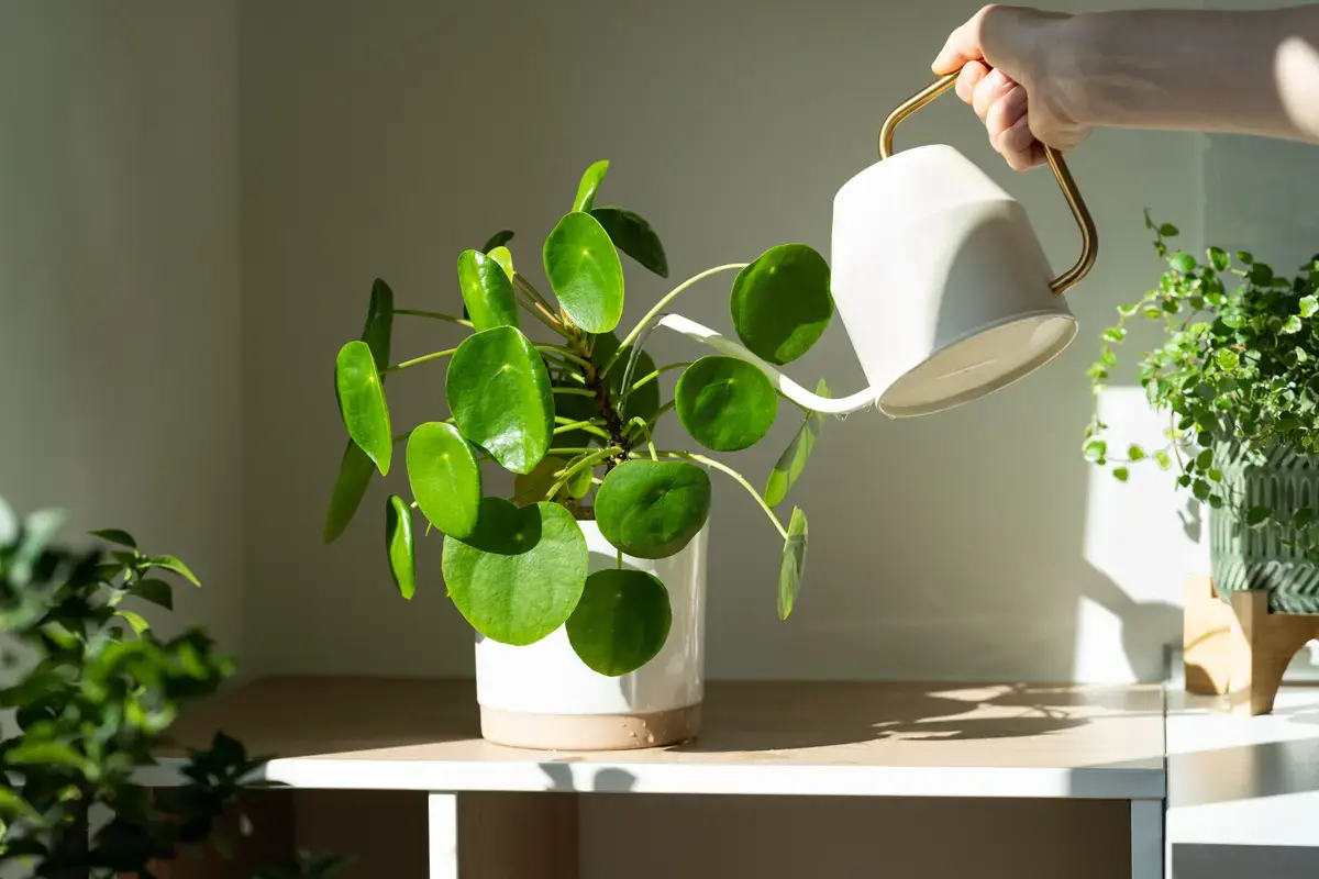 10 secrets pour garder vos plantes d'intérieurs en parfaite santé