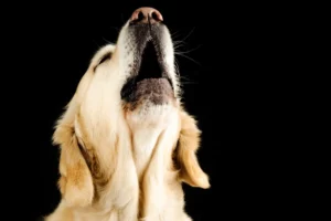 6 astuces pour stopper l'aboiement excessif d'un chien