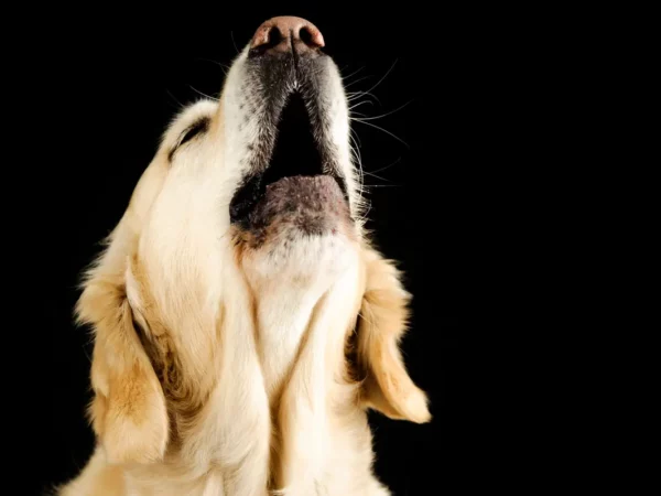 6 astuces pour stopper l'aboiement excessif d'un chien