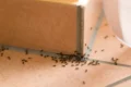Retour des insectes : les astuces pour éloigner les nuisibles de votre maison