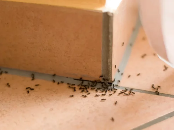 Retour des insectes : les astuces pour éloigner les nuisibles de votre maison