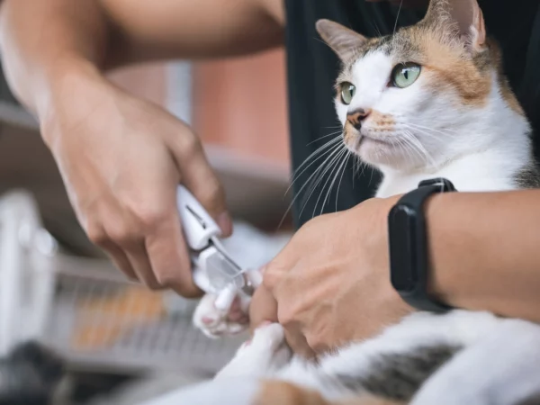 La meilleure technique pour couper les griffes de votre chat sans encombre