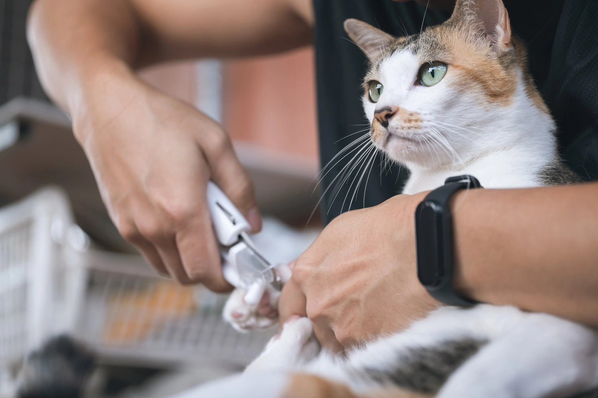 La meilleure technique pour couper les griffes de votre chat sans encombre