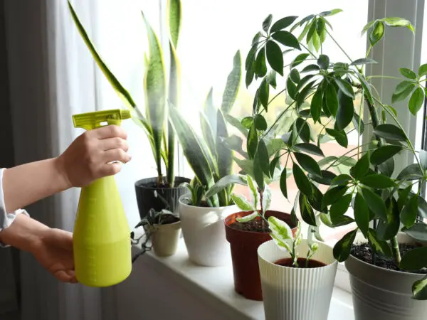 L'astuce des fleuristes pour des plantes vertes en bonne santé pendant vos absences