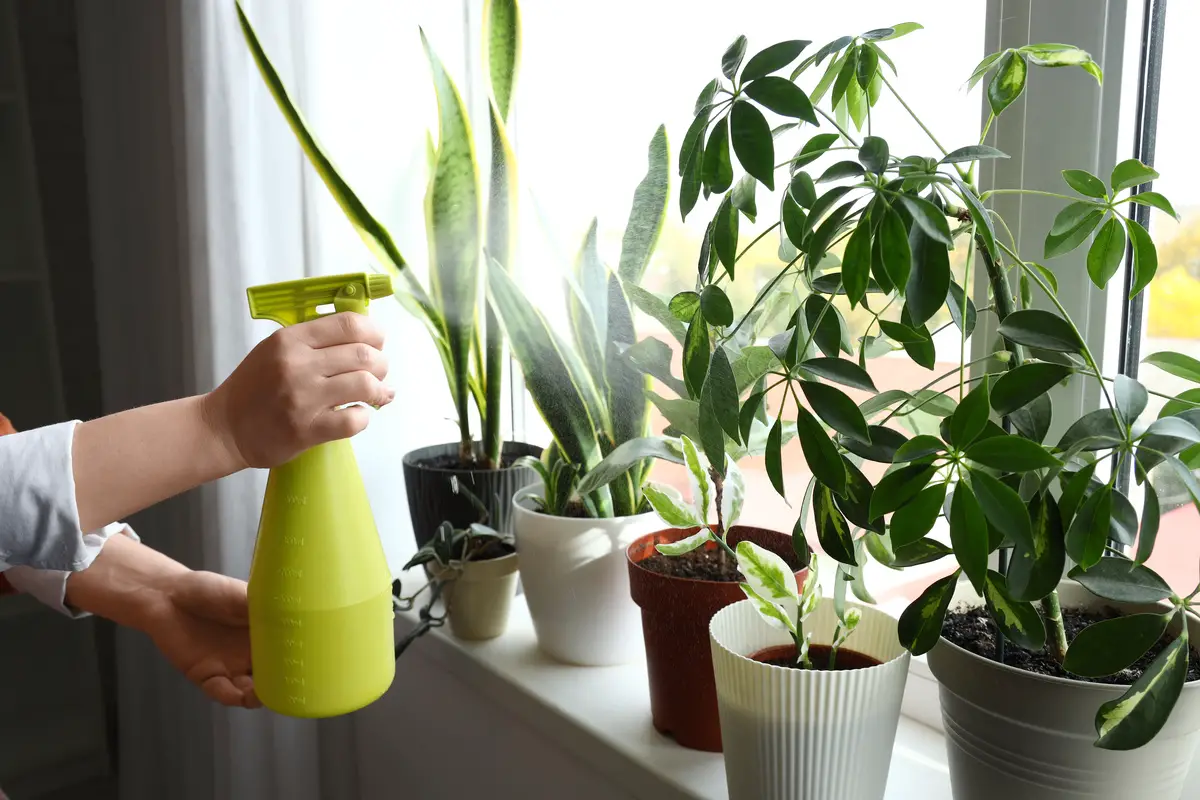 L'astuce des fleuristes pour des plantes vertes en bonne santé pendant vos absences