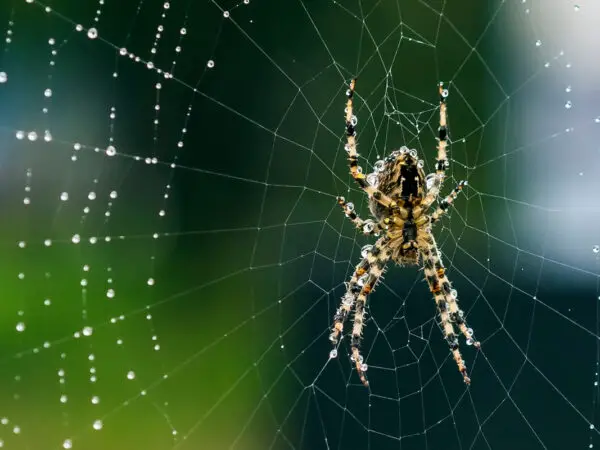 Les secrets écologiques pour une maison sans araignées