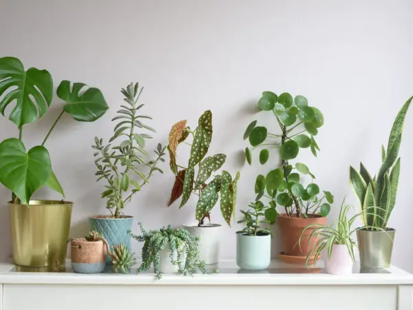 Cette plante domestique pourrait être un porte-malheur!