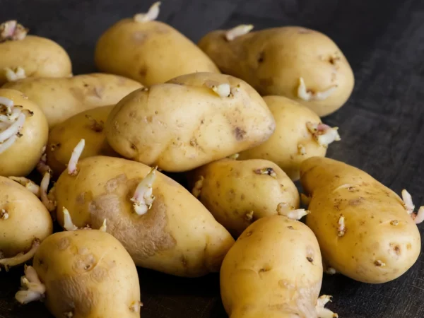 Voici la méthode scientifique pour stopper la germination des pommes de terre !