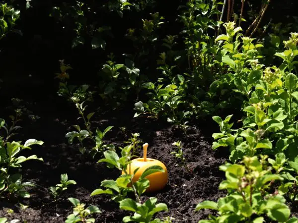 BouturageRosiersJardin