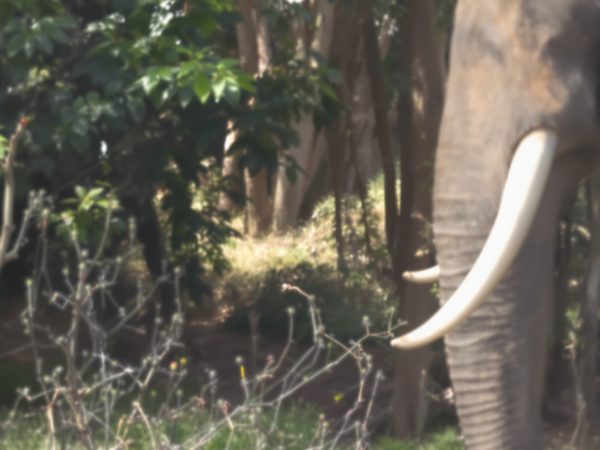 Illusion optique éléphant et cheval