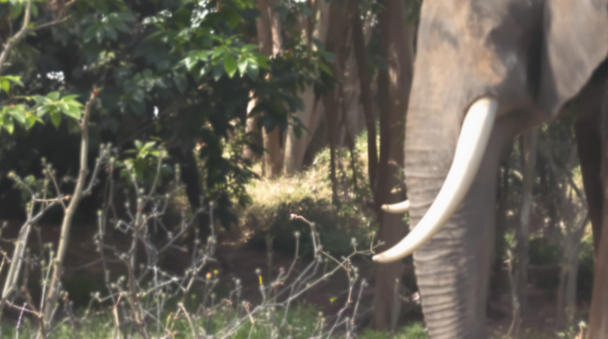 Illusion optique éléphant et cheval