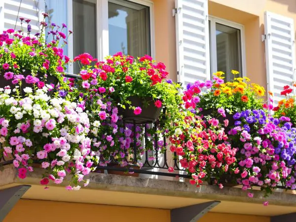 Balcon_Fleurissement_Scaevola