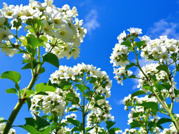 champ_pissenlits_floraison