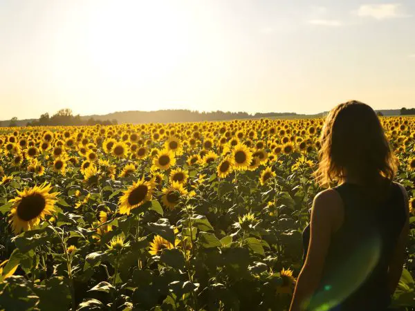 champ_tournesols_constance