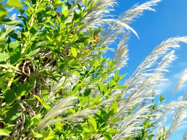 champs_romarin_mediterraneen