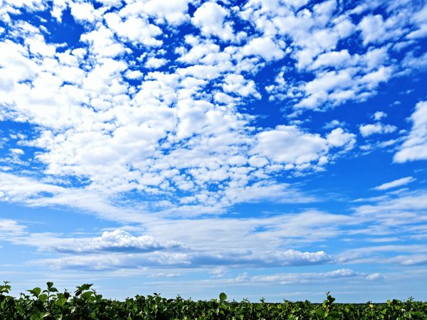 champs_trefles_verdoyants