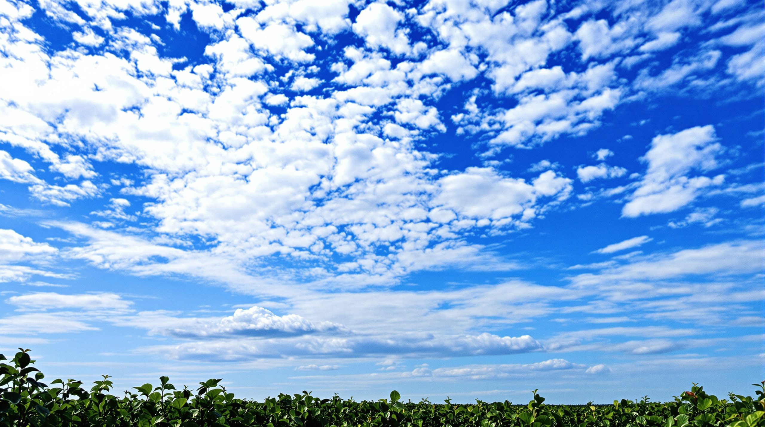 champs_trefles_verdoyants