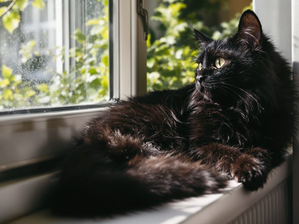 chat-noir-fenetre