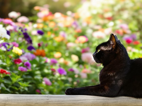 chat_noir_jardin