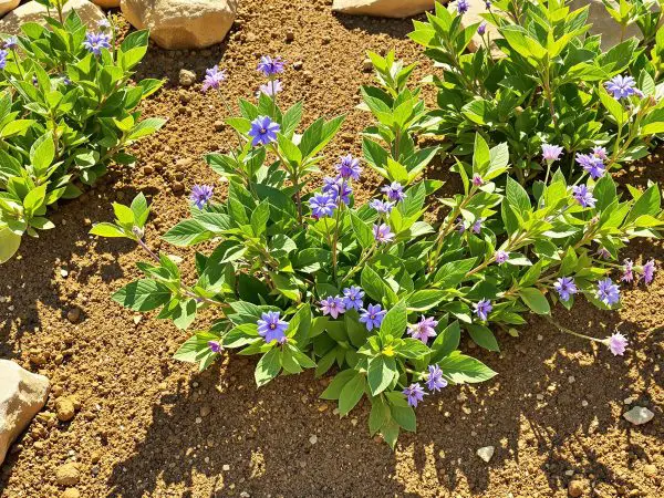 jardin_romarin_mediterraneen