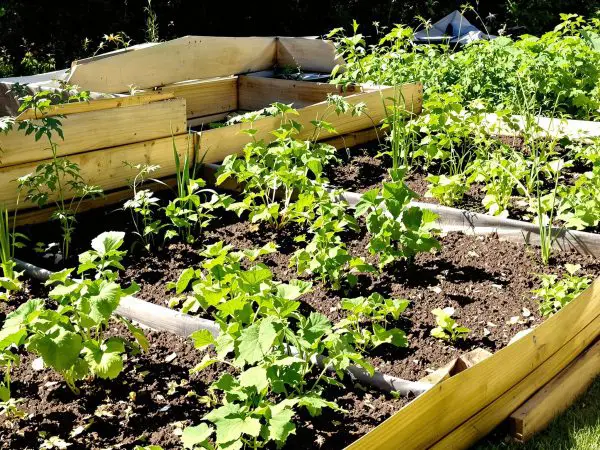 jardinage_parpaings_potager.