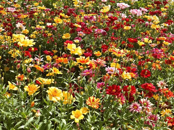 Lis_des_Incas_jardin_été.