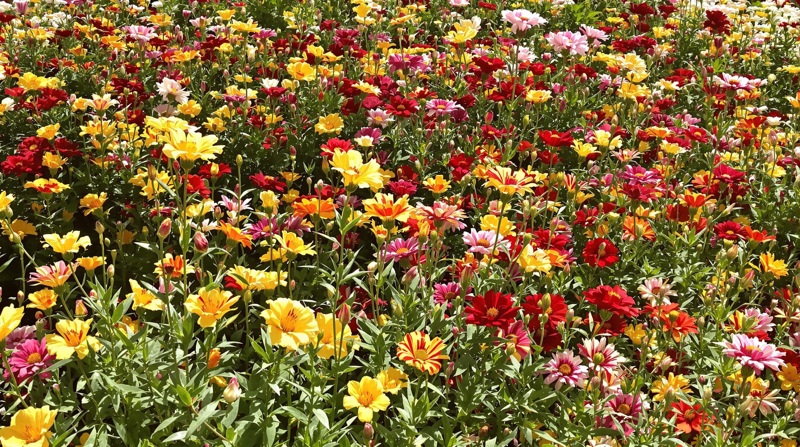 Lis_des_Incas_jardin_été.