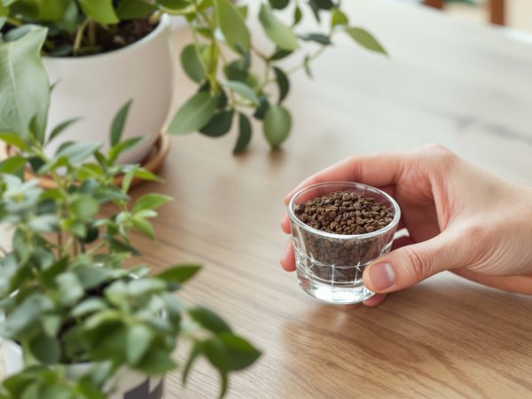 marc_café_utilisation_domestique