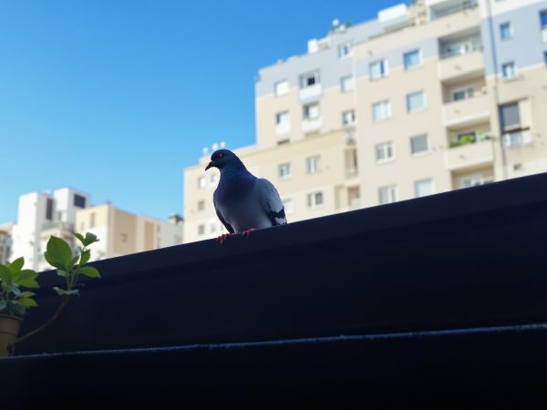 Pigeon_Rebord_Fenetre