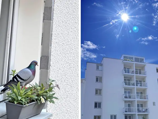 pigeon_rebord_fenetre_naturel