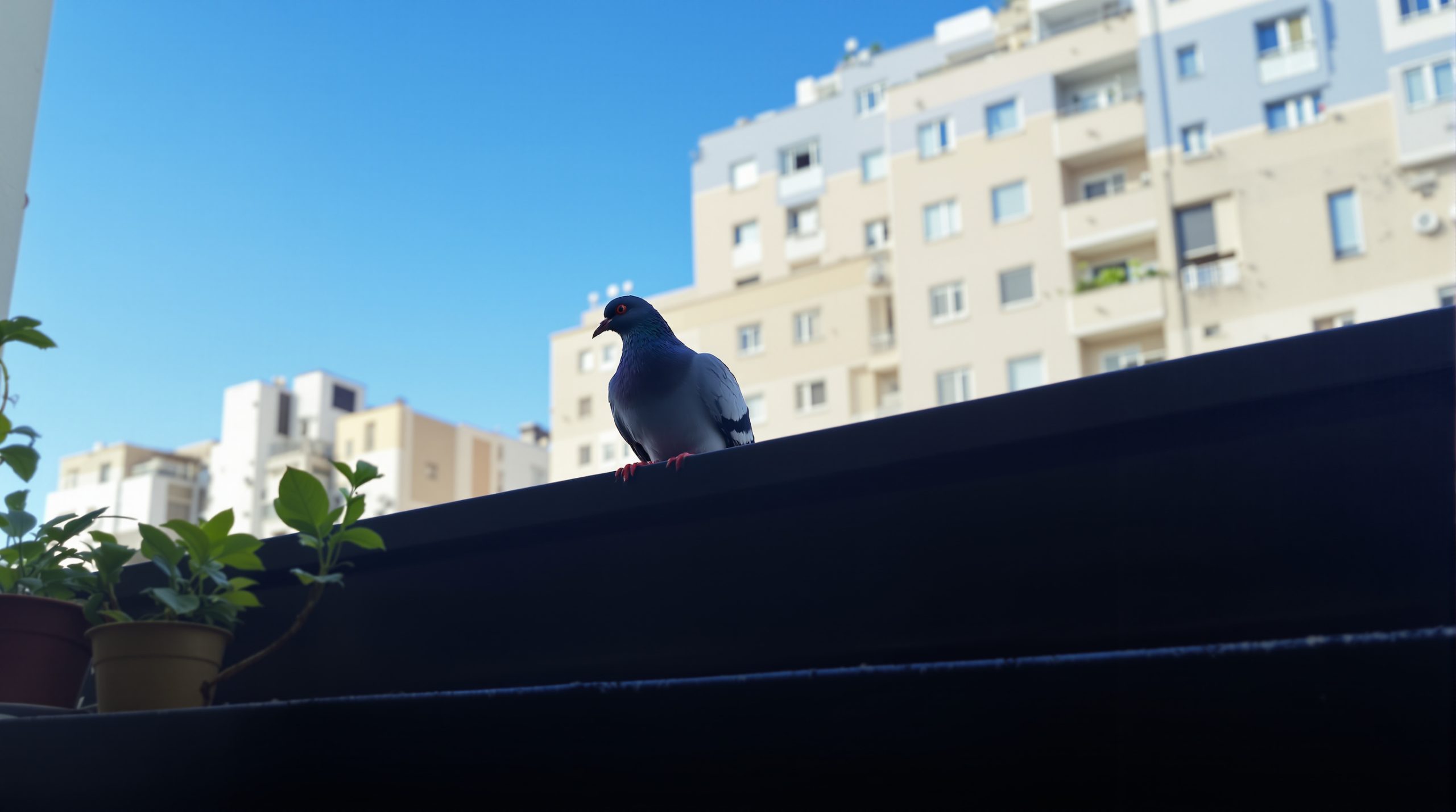 Pigeon_Rebord_Fenetre
