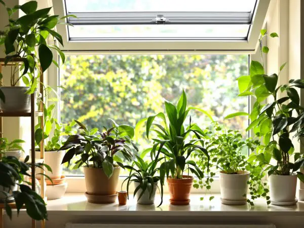 plantes_interieur_epuratrices