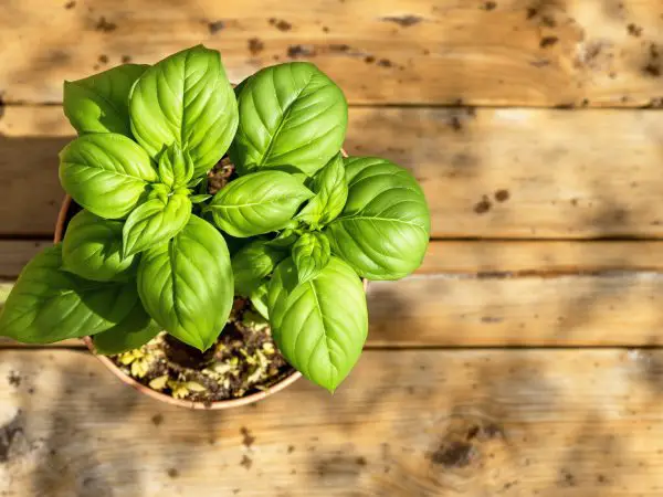 basilic_ensoleillé_planter_haven