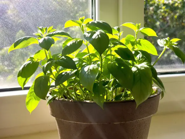 basilic_pot_ensoleillé