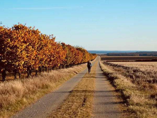 chemin_introspection_automne