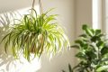 Chlorophytum : le purificateur d’air facile à entretenir qui transforme nos intérieurs